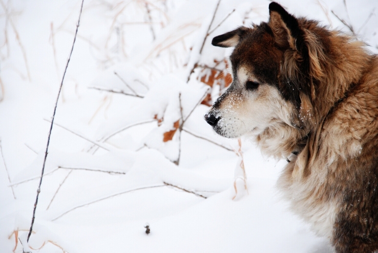 pupsnow